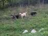 Oskar, Kika, Kora